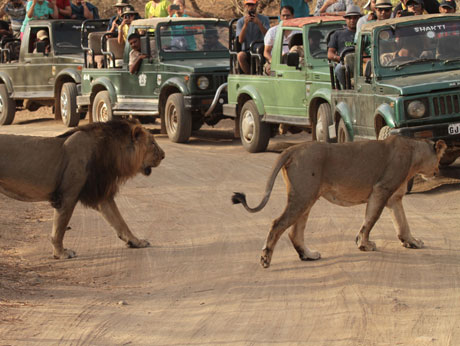 SOMNATH TO GIR