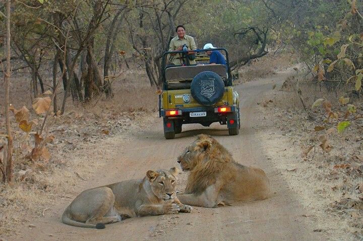 Gir National Park