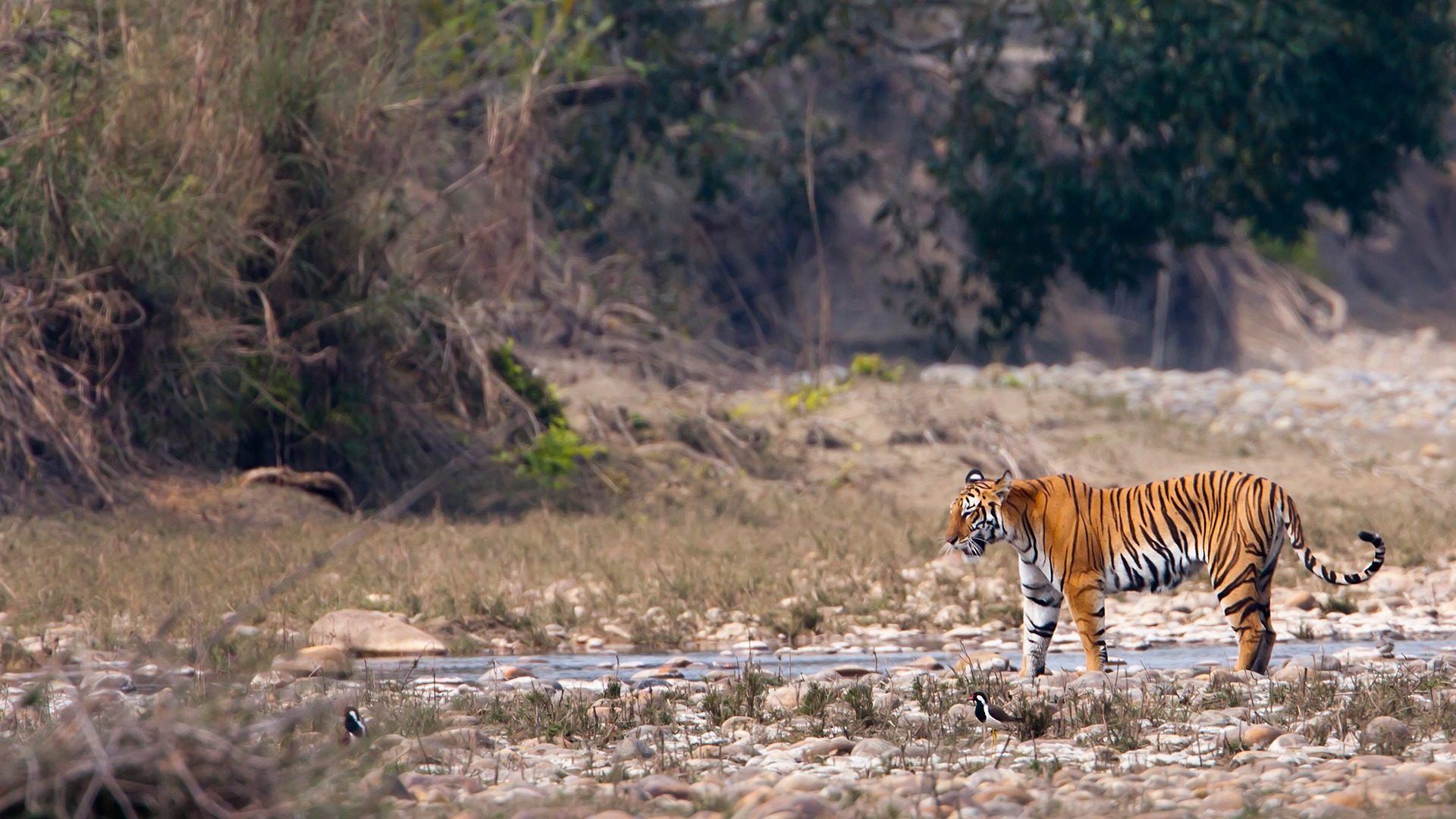 Kanha