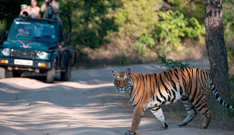 Katni to Bandhavgarh